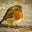BirdOfGoodOmen's avatar