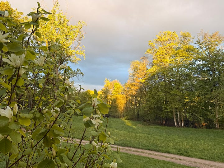 Four photos of the château grounds: a grassy track running along the edge of a sunlit wood, a girl in a pink fairy costume heading up a forest path, a girl in a white fairy dress riding a balance bike down a gravel drive, and a wicker bicycle basket holding two fresh eggs resting on leaves.