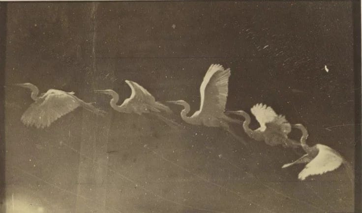 This may contain: several birds flying in the air near each other