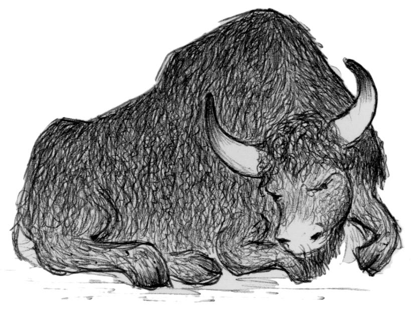 /Users/benj/Desktop/bbv pix/yak down.jpg