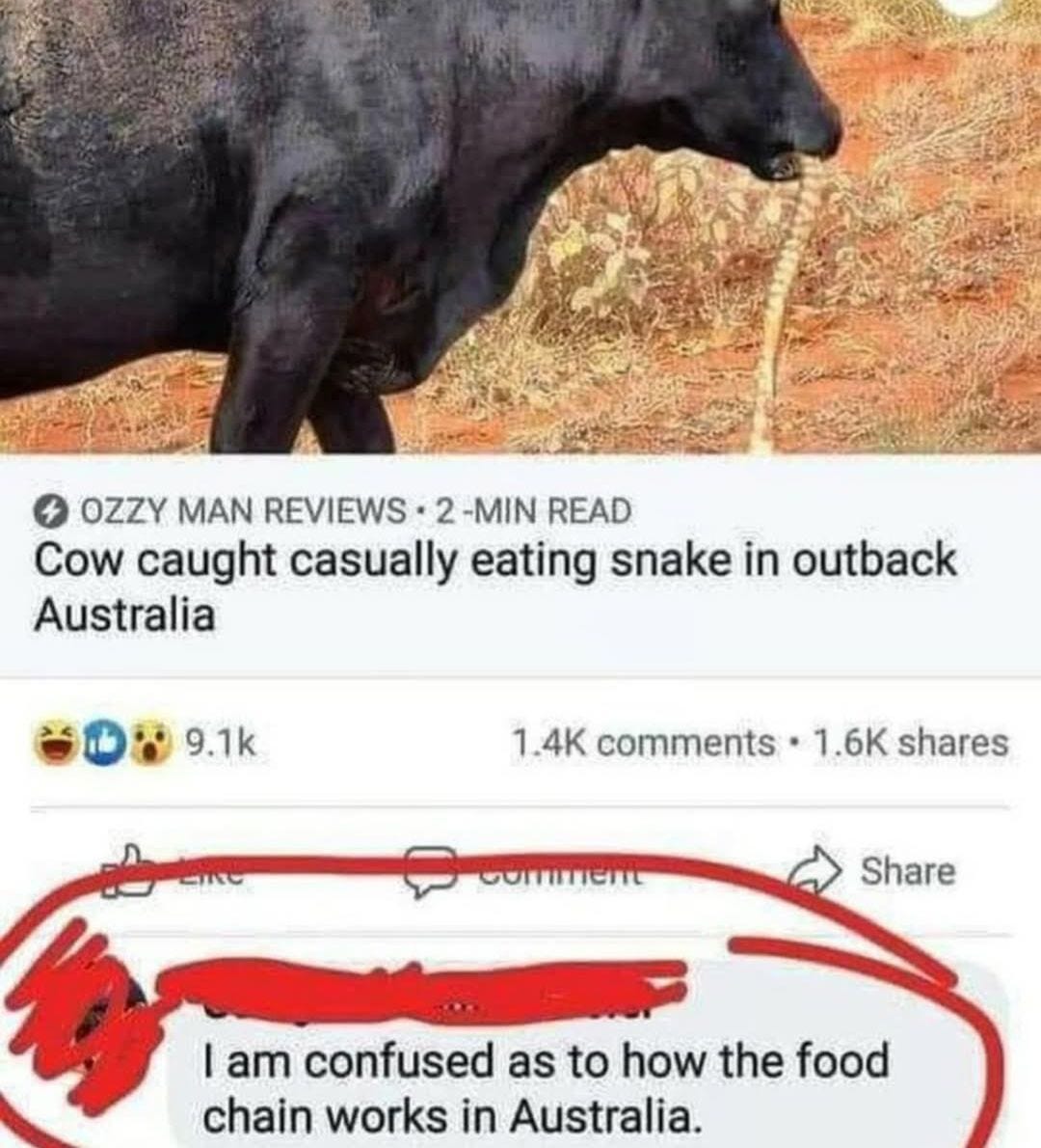 Potrebbe essere un'immagine raffigurante il seguente testo "OZZY MAN REVIEWS 2 -MIN READ Cow caught casually eating snake in outback Australia 9.1k 1 1.4K comments 一NC 1.6K shares ComIIcne Share I am confused as to how the food chain works in Australia."