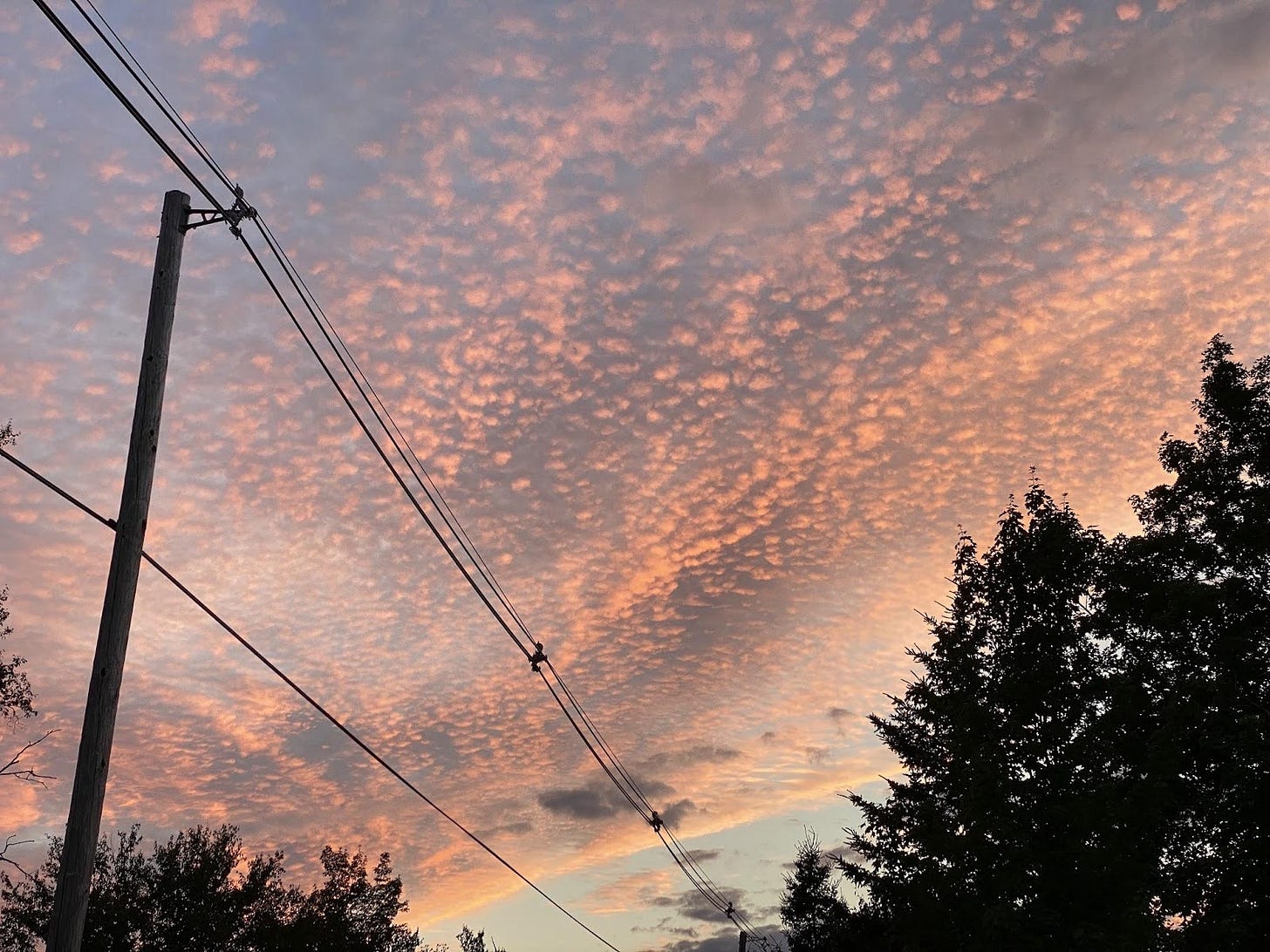 Fluffy clouds lit pink by the setting sun. 