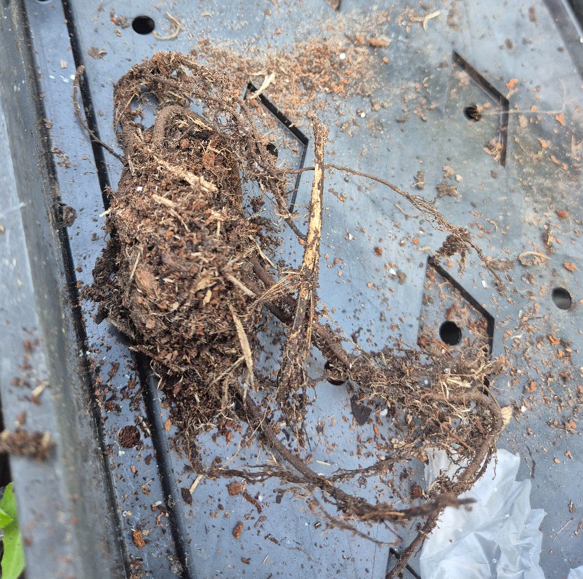 Geranium bare root.