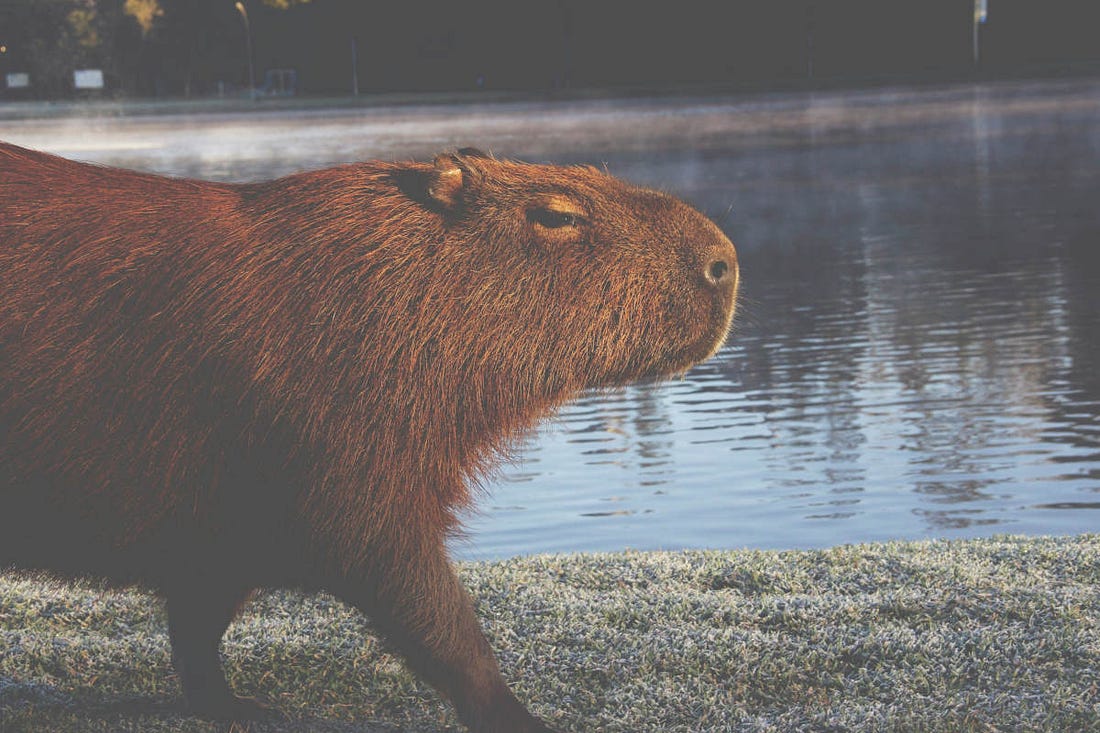 un capibara en primer plano, con cara de sospecha