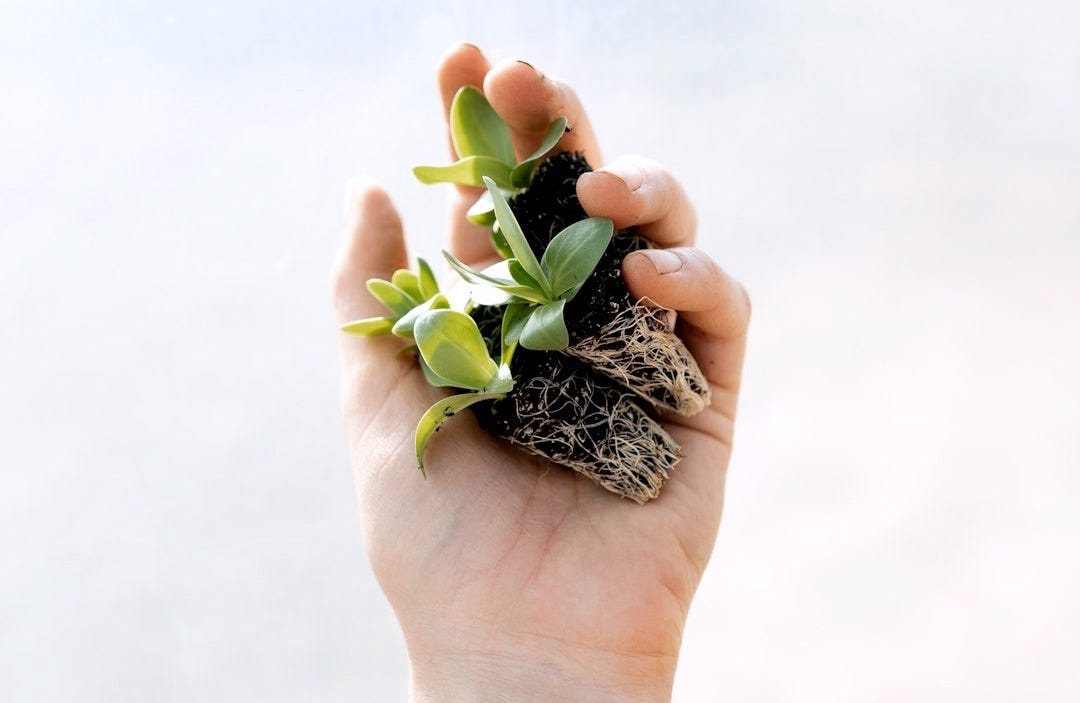 green succulent plant in black and white ceramic pot