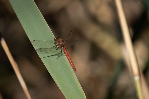Three photos of dragonflies – one blue one in flight, a red one on a reed and a drab grey one with red eyes on an ear of grass seeds