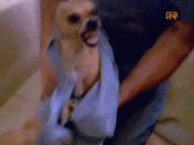 GIF snarling drying off animals - GIF animado en GIFER - de Opirne