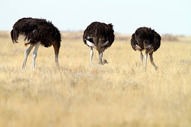 130+ Ostrich Head In The Sand Stock Photos, Pictures & Royalty-Free Images  - iStock