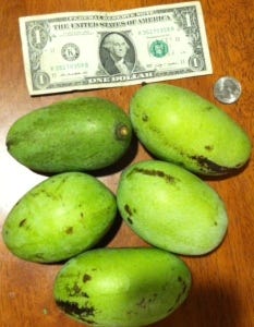 Paw Paw by money Paw Paw by money