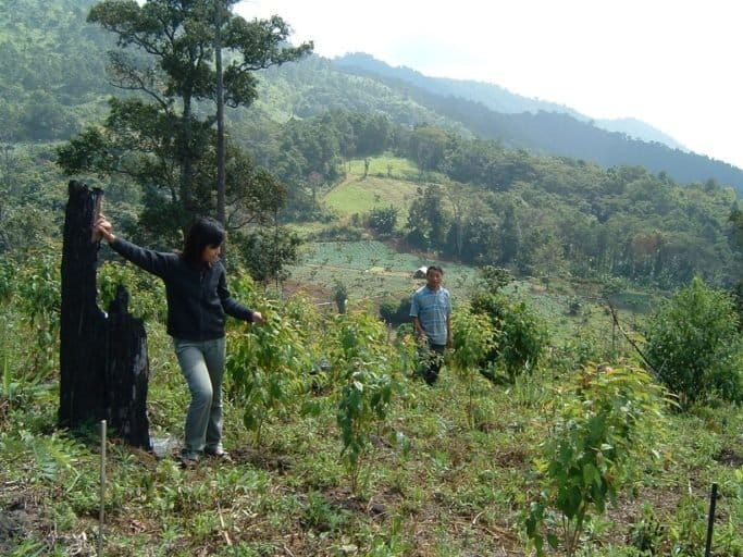 Can fig trees regrow lost rainforests?