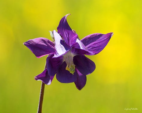 A collection of wildflower images features a purple Columbine, pink Catchfly, orange Calendula, pink Beach Rose, Purple Lupine, and golden Sunflower.