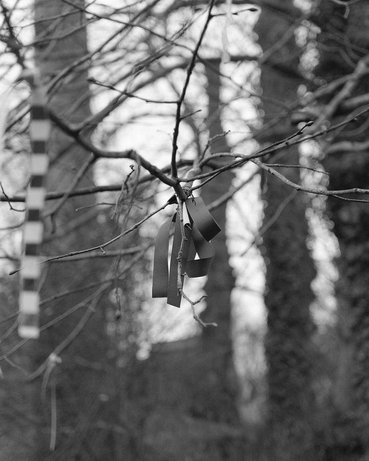 Ribbons with prayers and affectations tied to branches of a tree above St Augustine’s Well. Praising Shadows / Rebecka Wolfe.