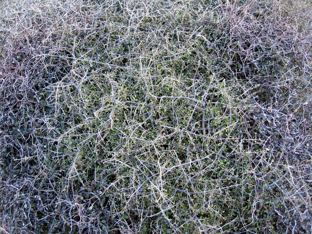 The tightly interwoven branches and small leaves of two New Zealand divaricating plants, a Coprosma species (middle) and a Corokia cotoneaster around the outside. The result is an impenetrable natural trampoline.