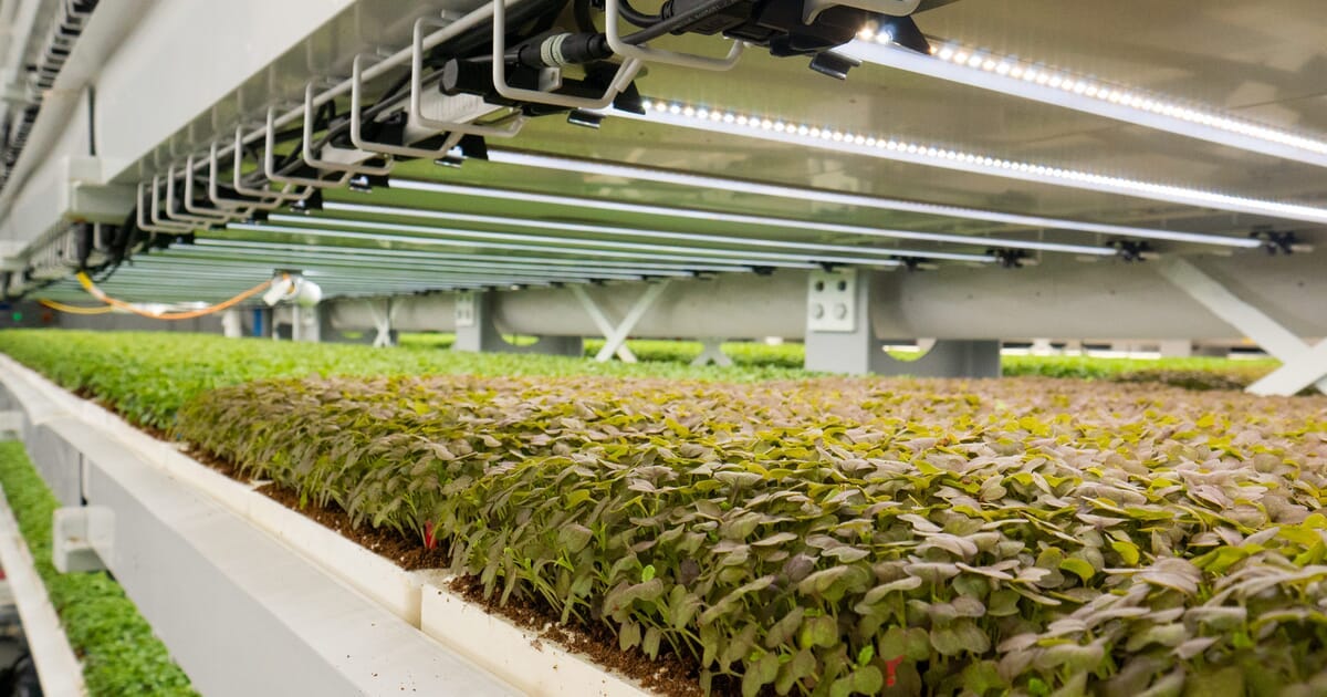 Upward Farms announces plans for world's largest indoor vertical farm | The  Fish Site