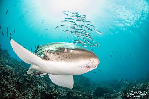 Leopard shark Leopard shark