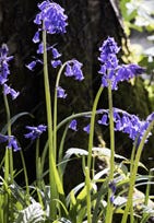 Bluebells in a wood.