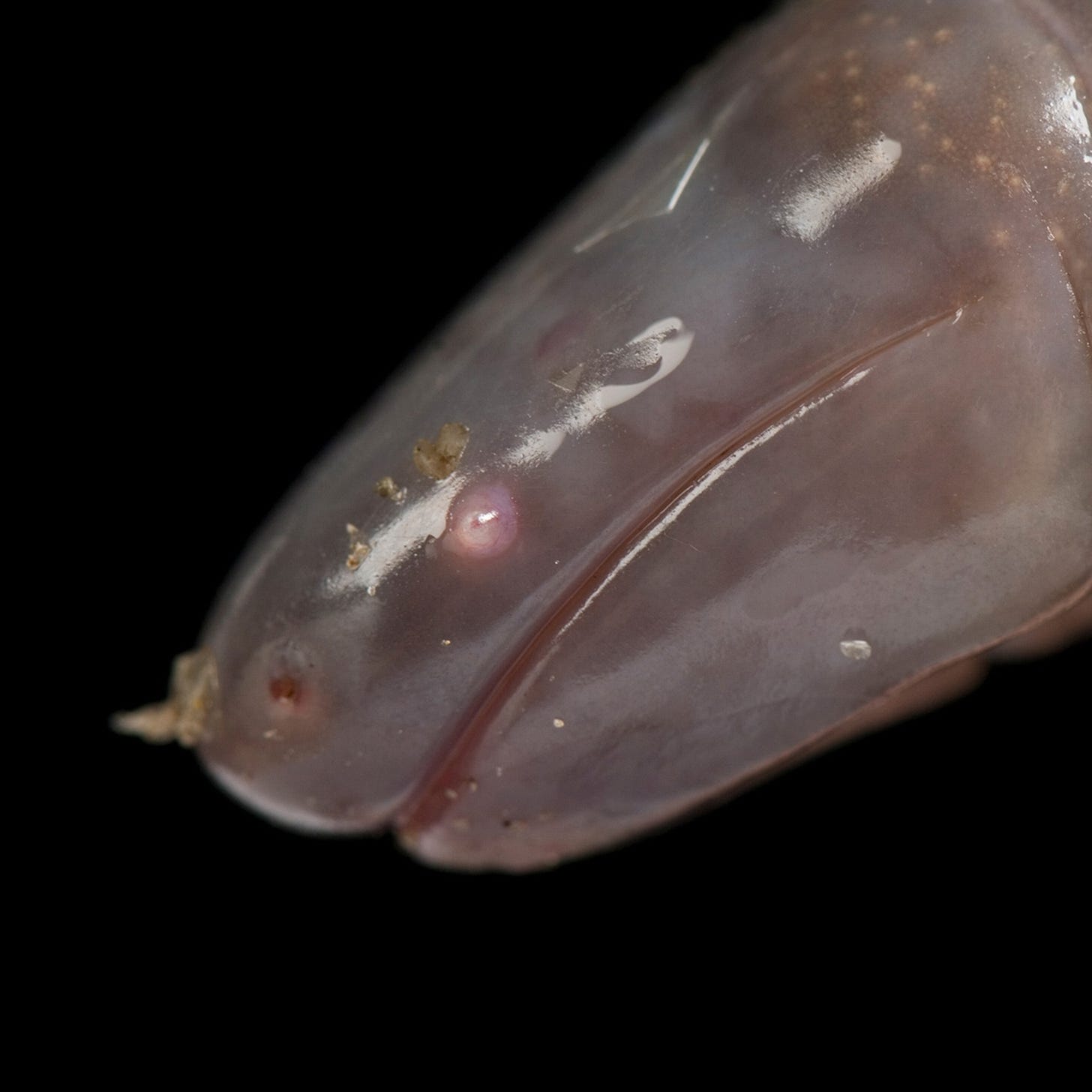 Caecilians—facts and information