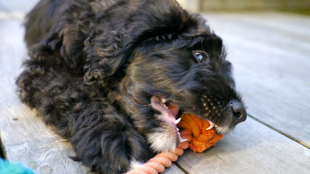 Puppy Teeth - Maybe at 10 Weeks