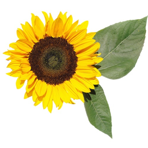 On the Pursuit of Happiness