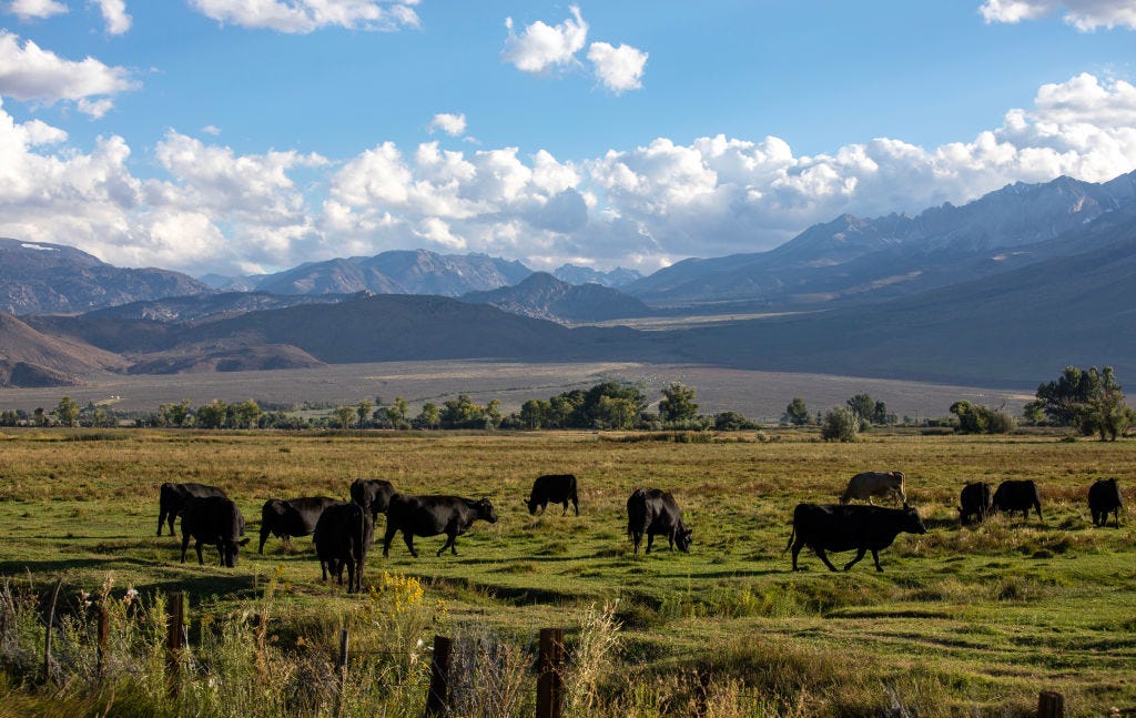 Is the Bull Market Over for Cows?