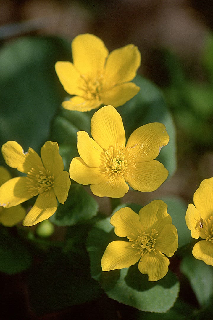 Marsh Marigold plants and parts.  