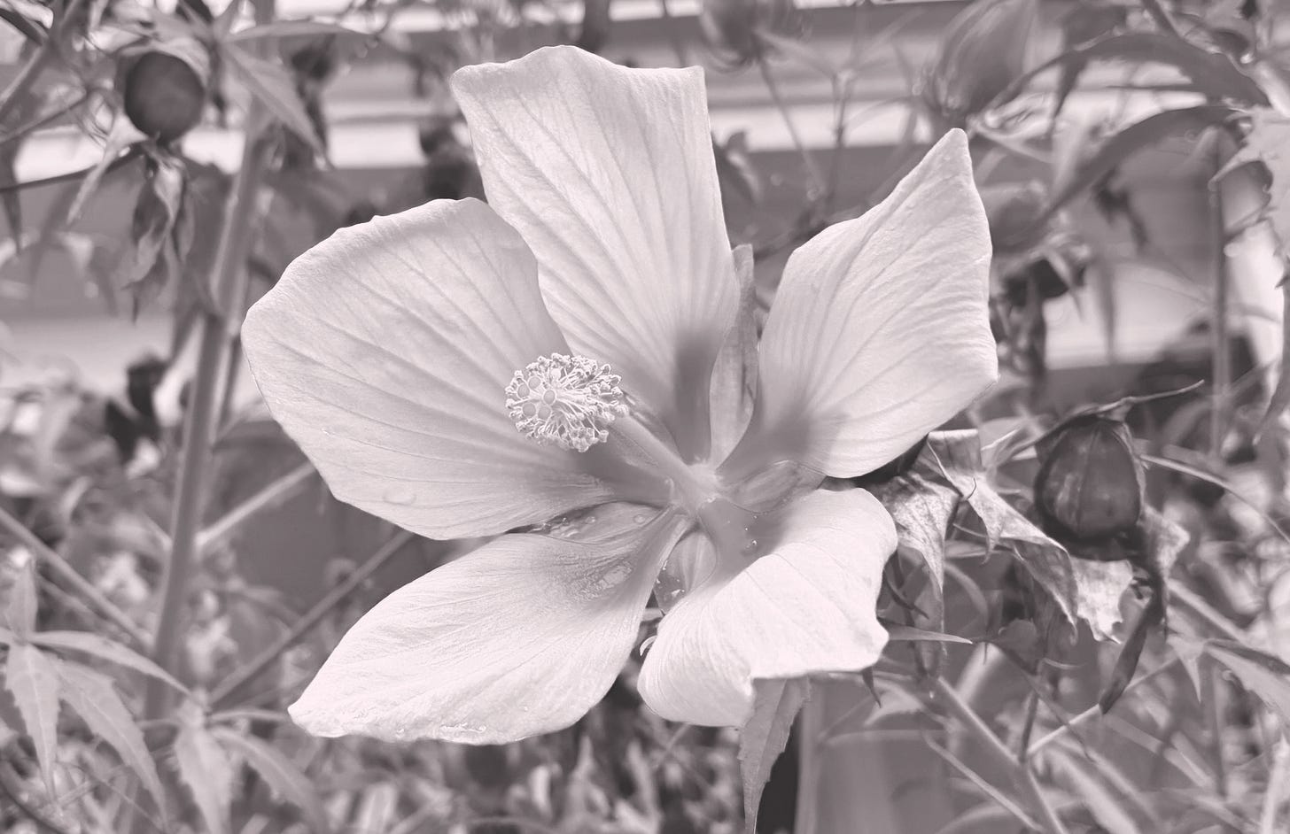 A pink-tinted photograph of a hibiscus flower A pink-tinted photograph of a hibiscus flower