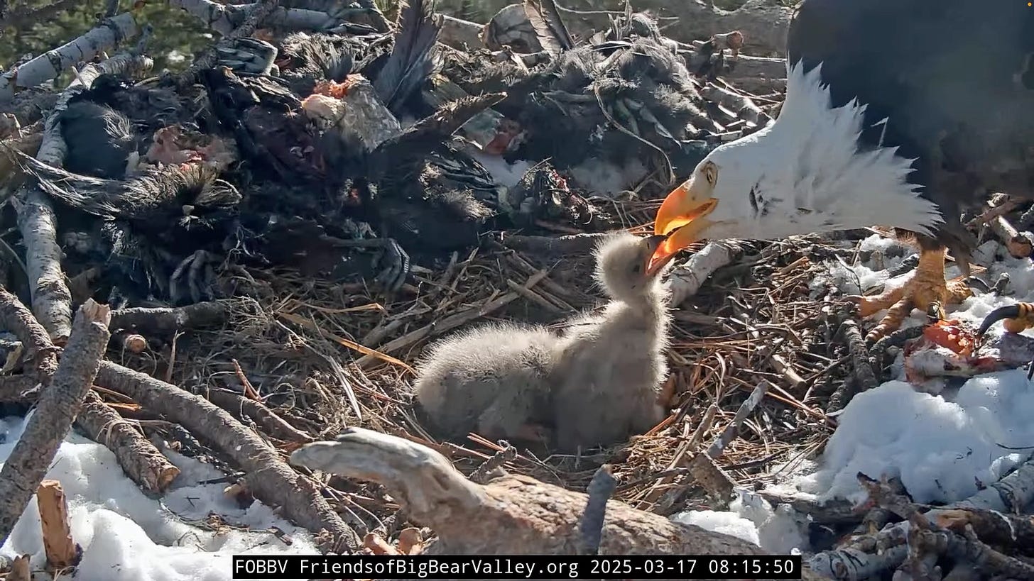 Two chicks getting fed on the eagle nest. Behind them is the stash of prey