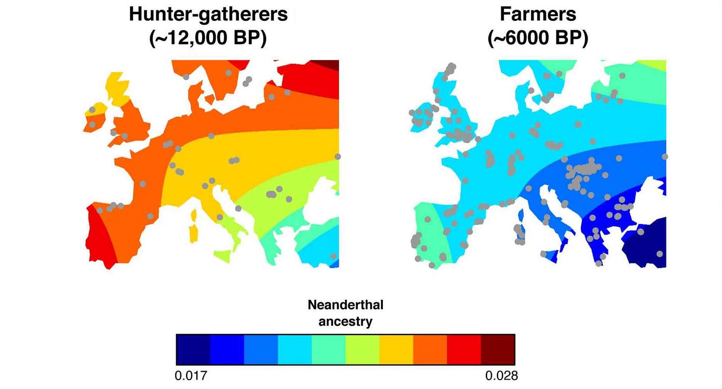 Two maps of Europe showing frequencies of Neanderthal ancestry. On the left, hunter-gatherers around 12,000 years ago have up to 2.8% Neanderthal ancestry, higher going further north in Europe. On the right, early farmers around 5000 years ago have up to 2.2% Neanderthal, again more as you go further north.