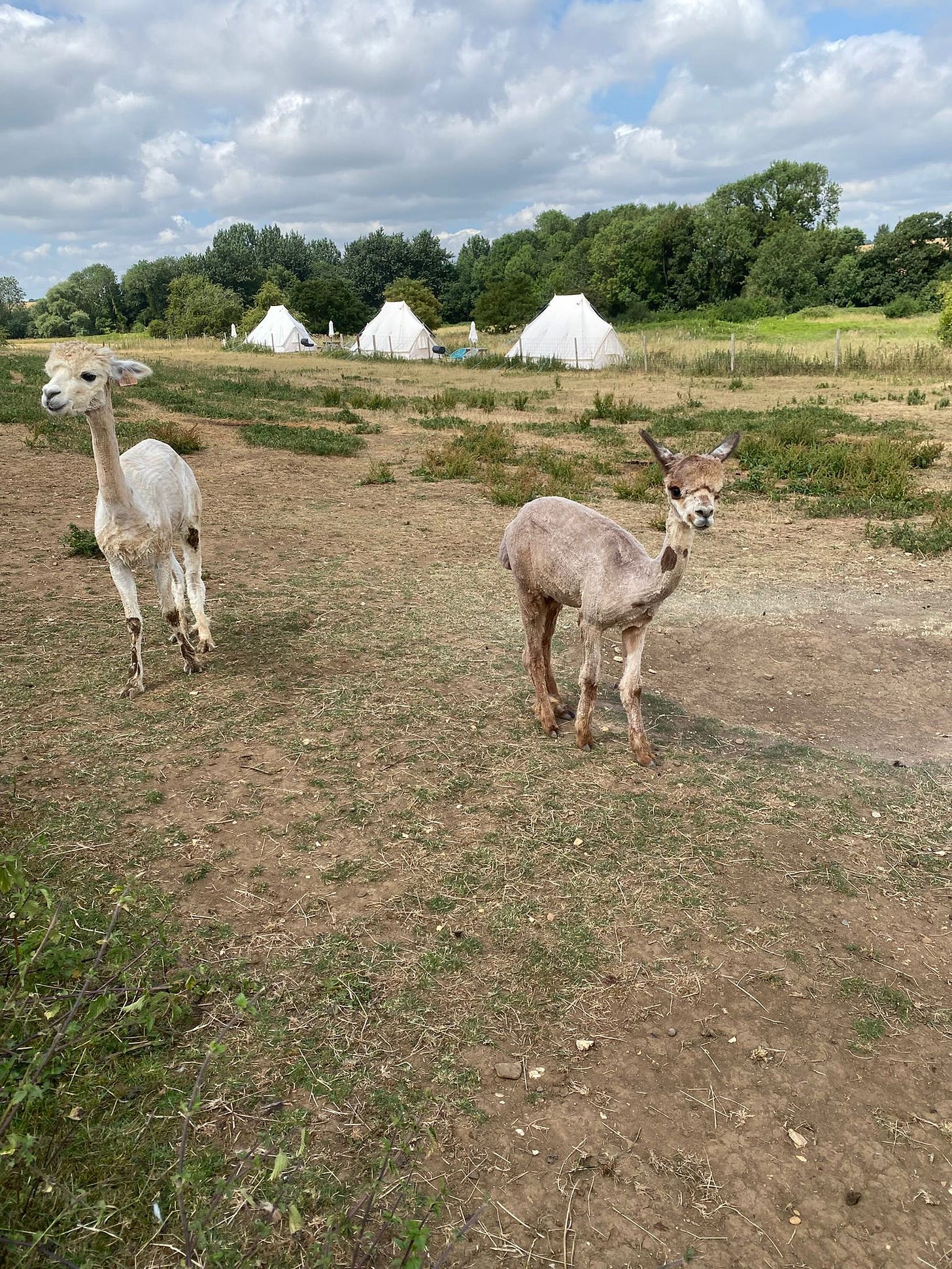 Dam and cria alpaca freshly shawn glamping tents in the background