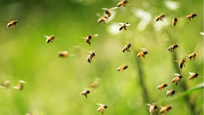 Eating Honey is (Probably) Fine, Actually - The Linchpin