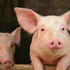 Some Pig! 