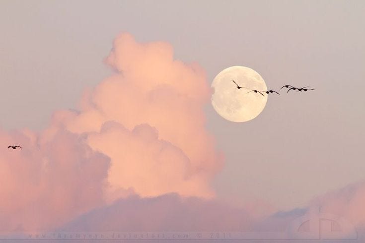 This may contain: three birds flying in front of a full moon with pink clouds and blue sky behind them