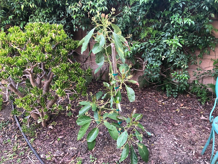 A young avocado plant flowers, then almost dies but with tender care, it begins to grow again. The elder avocado tree, thriving but produces no fruits.