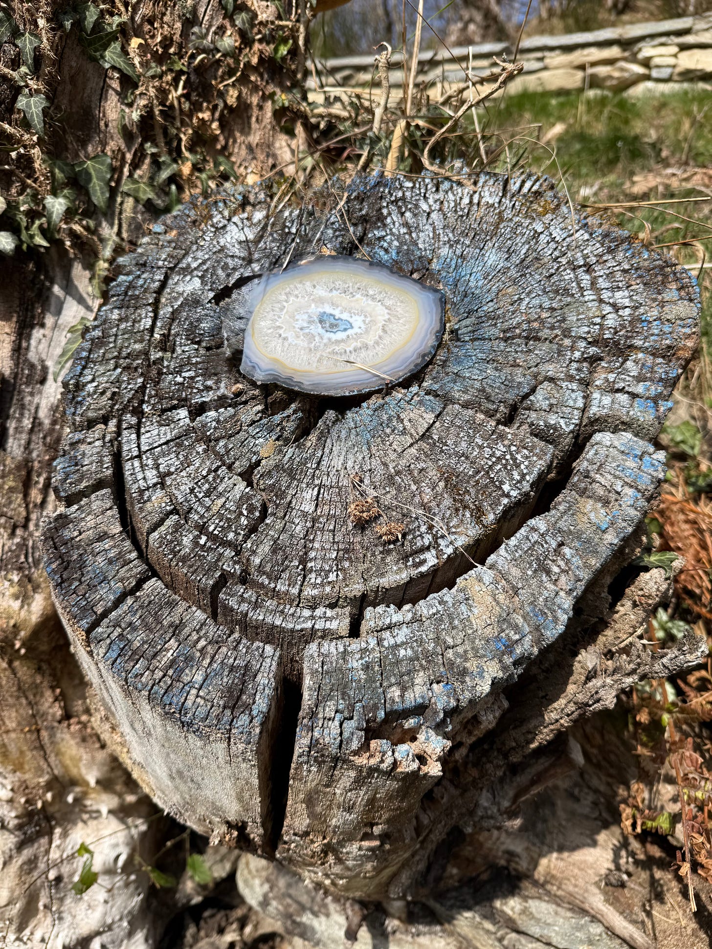 Weathered tree stump with geode center - rings visible Weathered tree stump with geode center - rings visible
