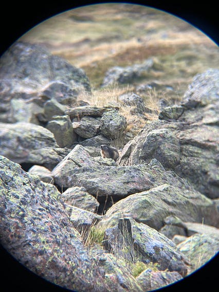 imagen sacada a través del objetivo de unos prismáticos en la que se ven unas rocas grises y una pequeña marmota en el medio