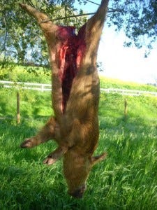 Boar1
