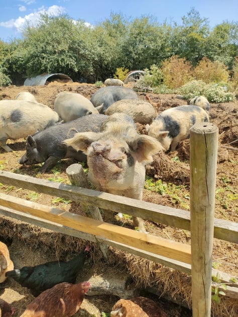 A white pony with dark spots looking left, a signet in a lake, a sheep looking at the camera, a bunny sitting on a haybale, a bird in its aviary, a goat climbing a fence to say hello, a pig smiling at the camera, a swan standing in a grass field, a brown pony looking straight at the camera