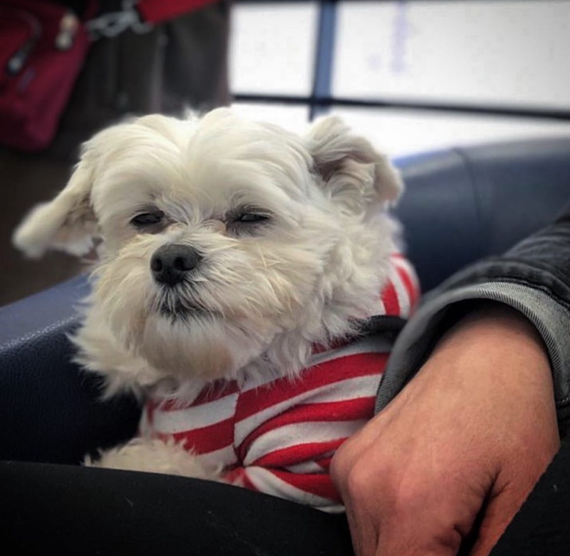 Small white dog wearing a red-and-white striped sweater sitting on a person’s lap — image from an Oil-Dri Corporation of America (ODC) deep dive article symbolizing pet care and the cat litter market.