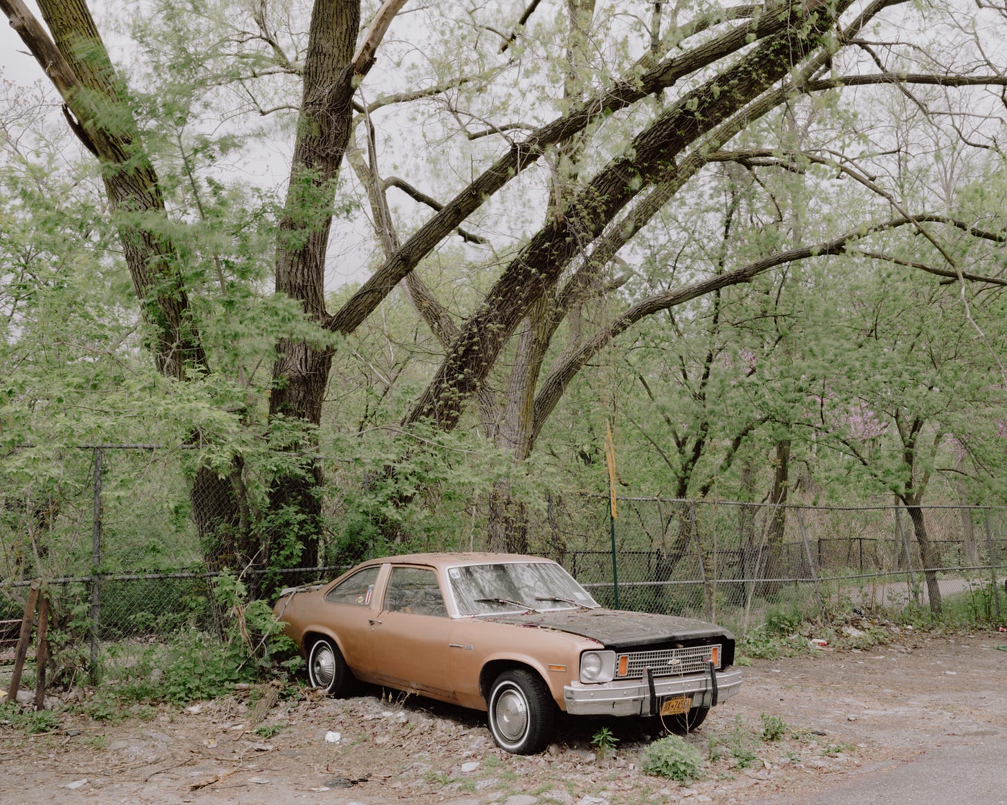 Champagne-Gold-Car-Under-Trees