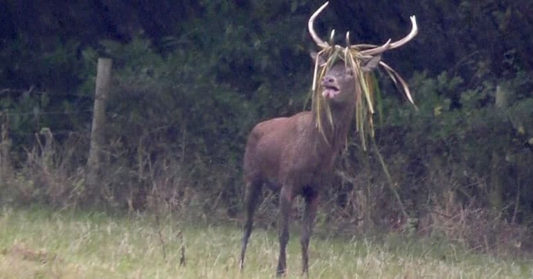 exhausted deer hunted by quantock stag hounds exhausted deer hunted by quantock stag hounds