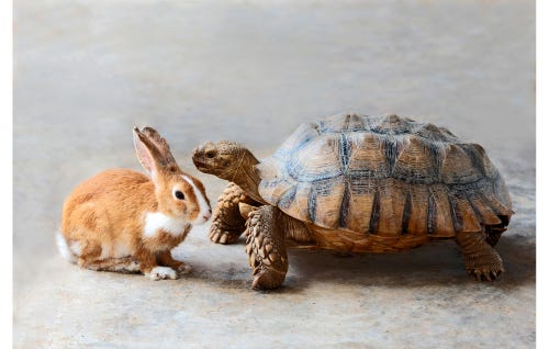 Brown and white bunny stands next to a turtle.