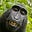 Georgia O'Chimp's avatar