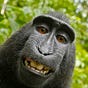 Georgia O'Chimp's avatar