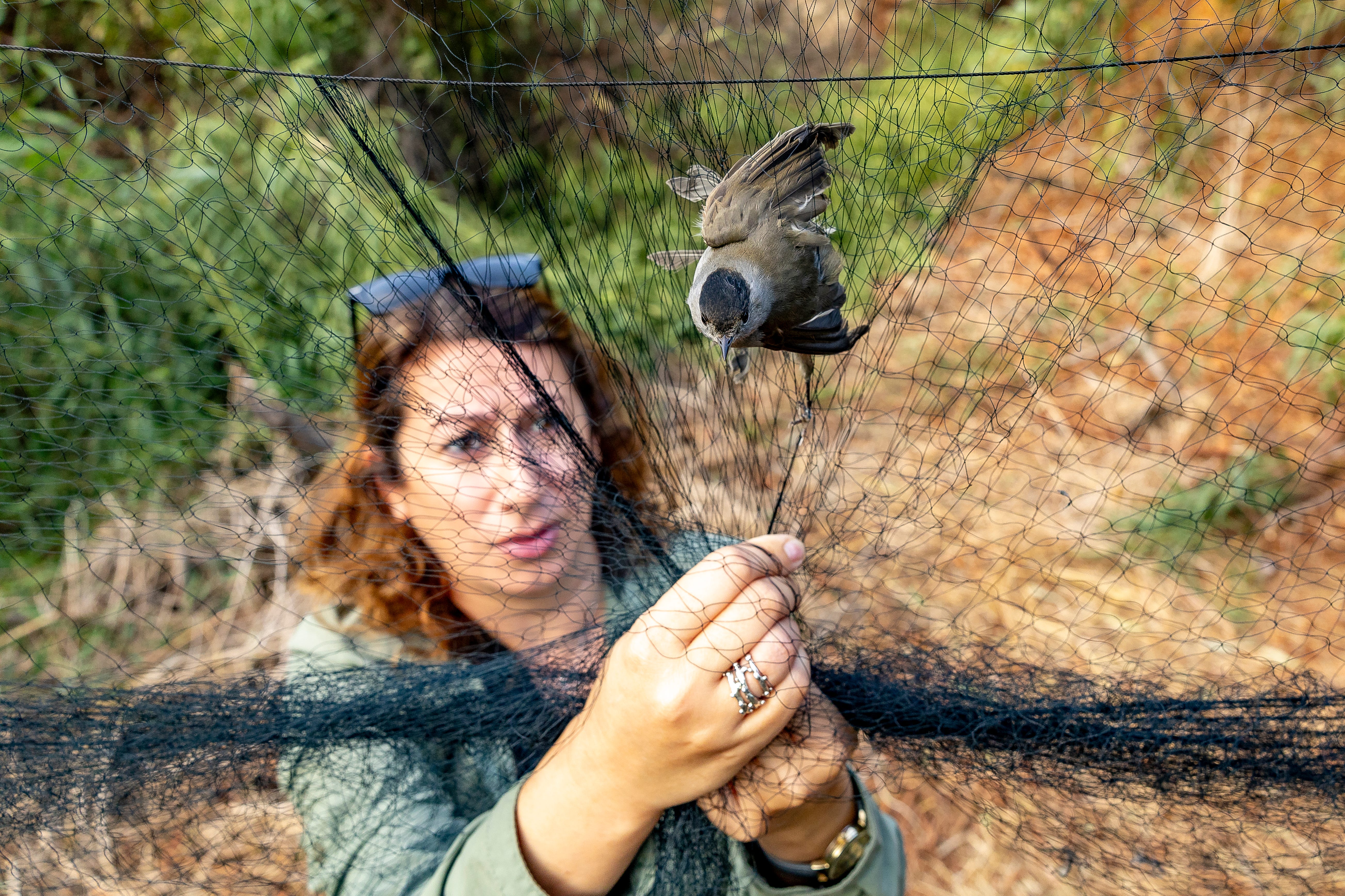 Cruel destruction of beautiful birds which end up as a sickening delicacy