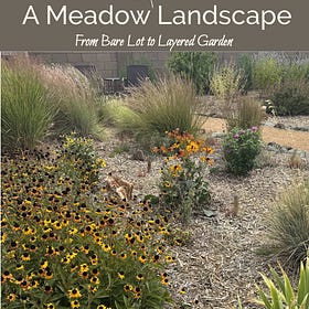 A Meadow Landscape: Curated Botanical Guide