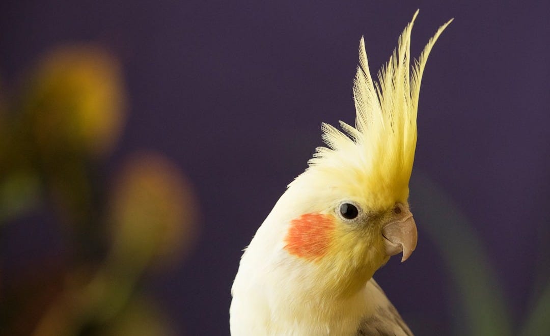 selective focus photography of yellow cockatiel selective focus photography of yellow cockatiel
