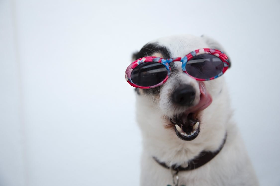 Free Close-Up Photo of Dog Wearing Sunglasses Stock Photo Free Close-Up Photo of Dog Wearing Sunglasses Stock Photo