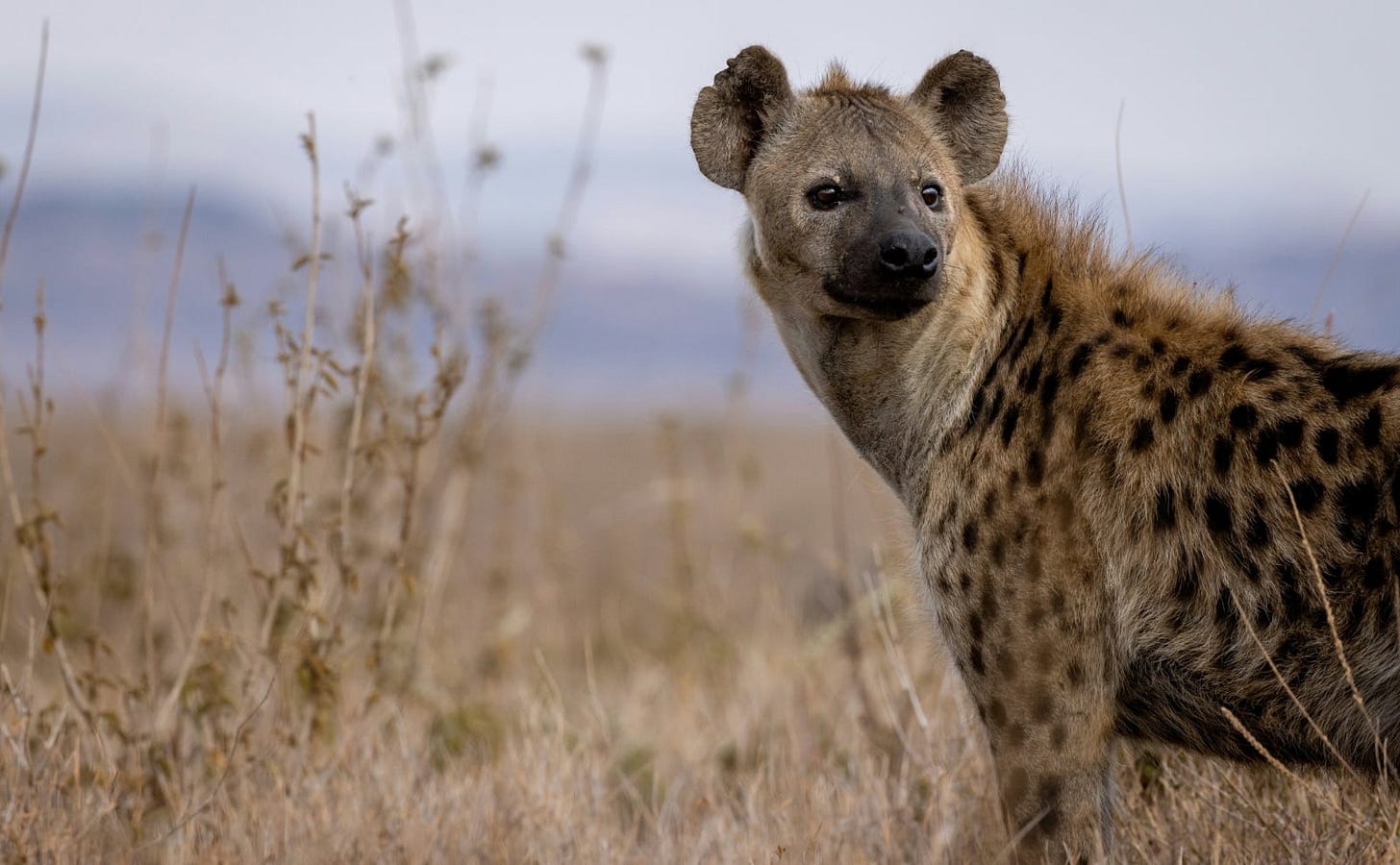 a light brown hyena with dark brown spots looking over his shoulder at the grassy savannah