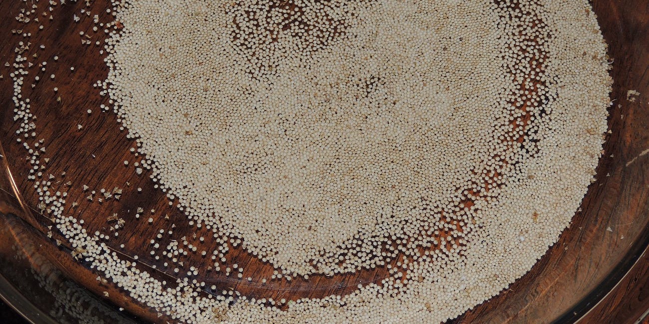 Amazing Amaranth