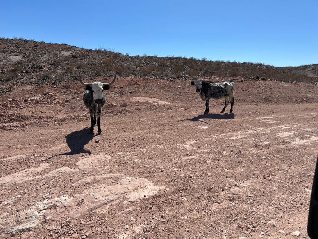 Two cows standing on a dirt hill

Description automatically generated